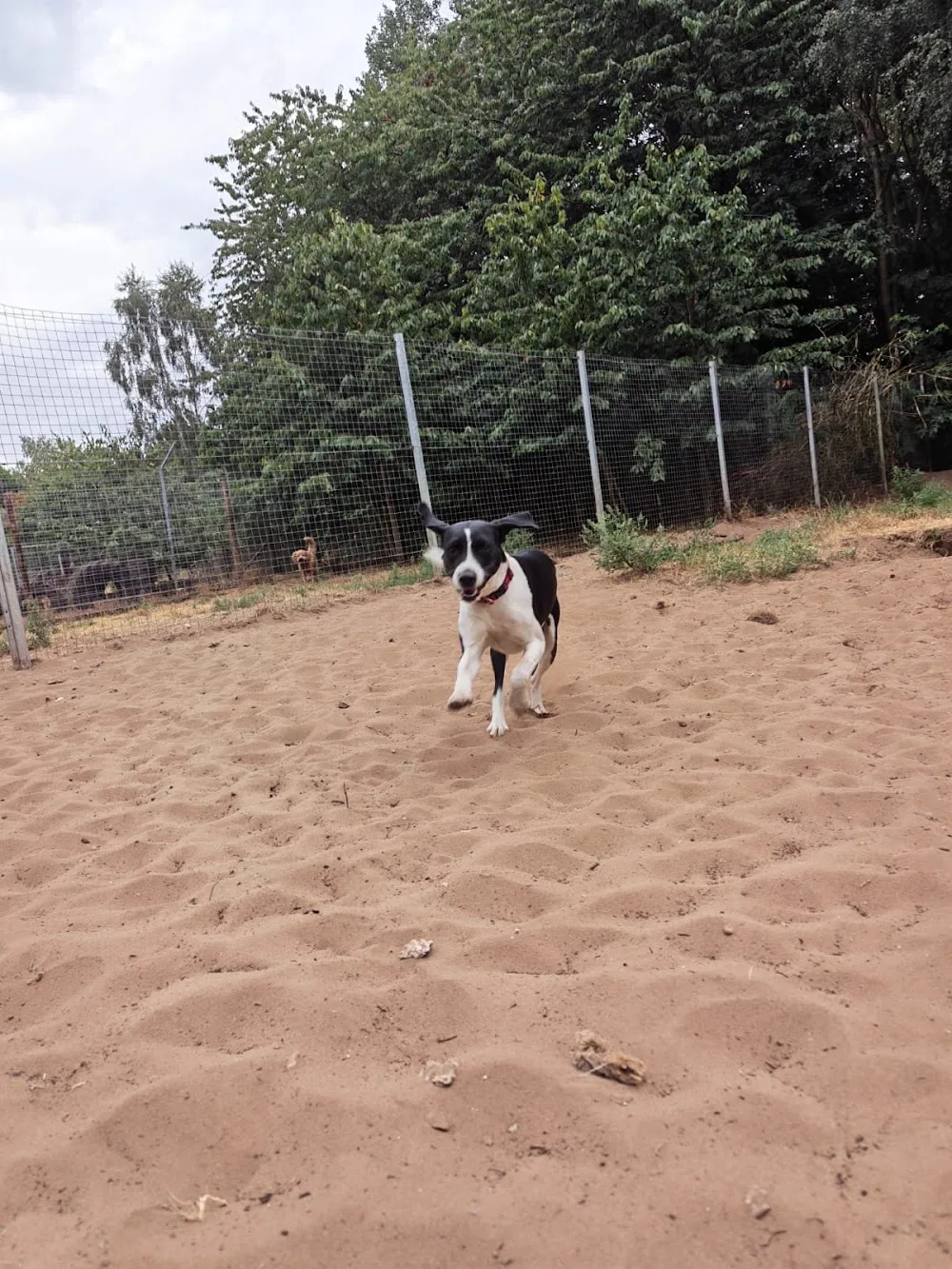 Love of dogs boarding - North East Lincolnshire pet otel görseli 3