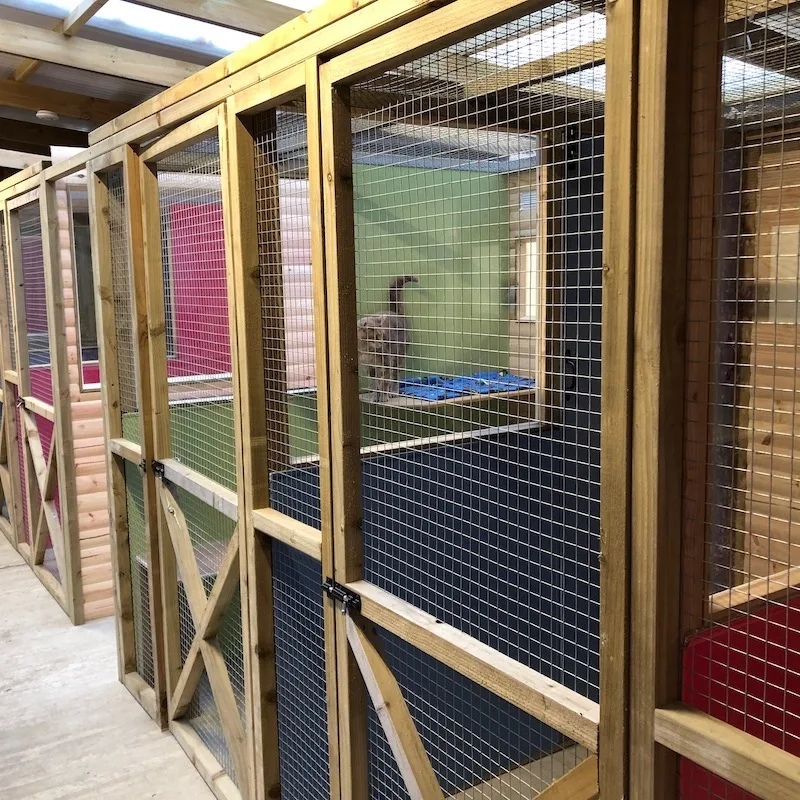 Manor Cattery - North East Lincolnshire pet otel görseli 3