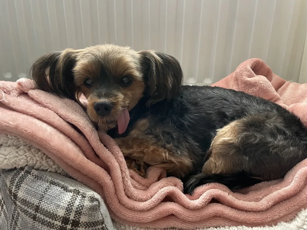Pawfect Luxury Home Boarding - North East Lincolnshire pet otel görseli 3
