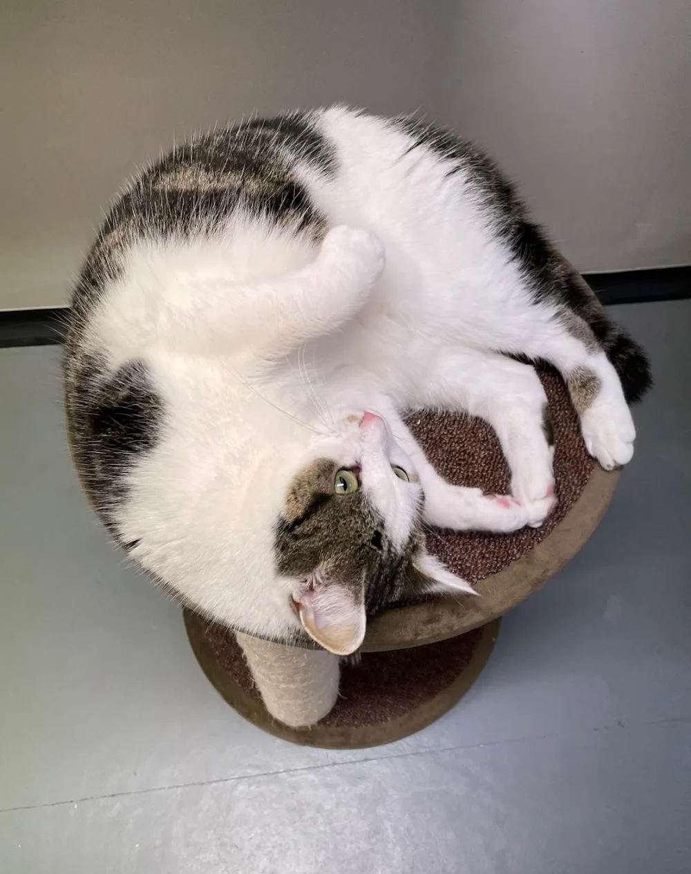 Primrose Farm Cattery - North East Lincolnshire pet otel görseli 2