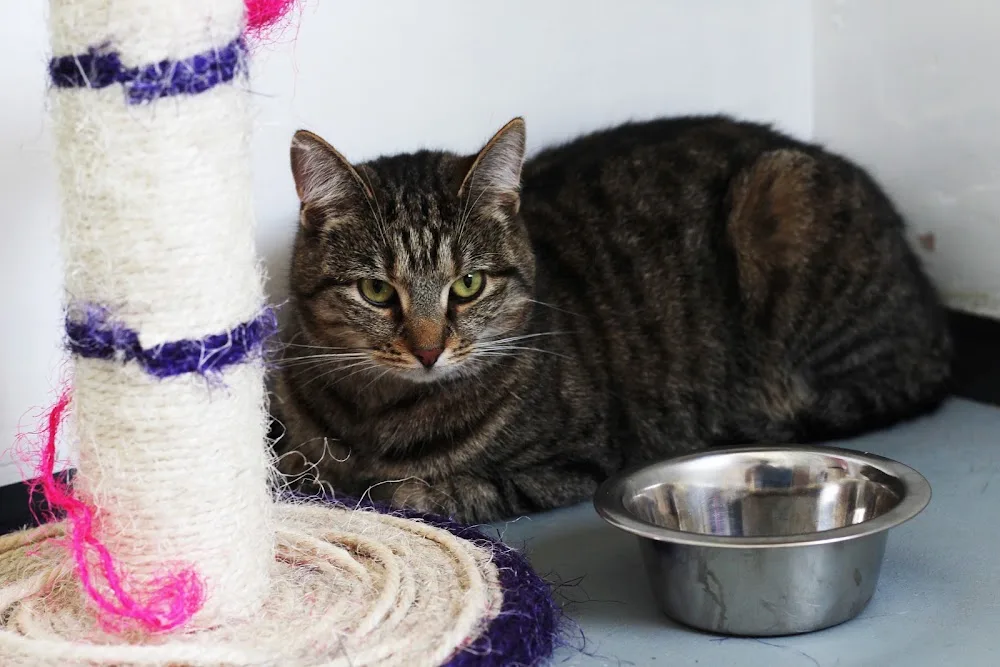 Primrose Farm Cattery - North East Lincolnshire pet otel görseli 3
