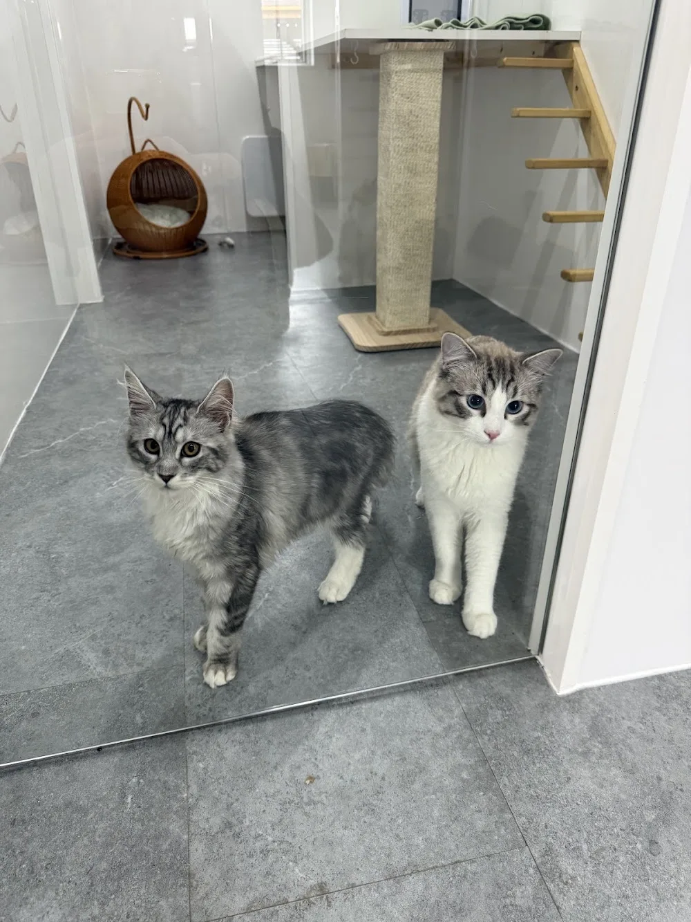 Purrfect Staycation Cattery - North East Lincolnshire pet otel görseli 2