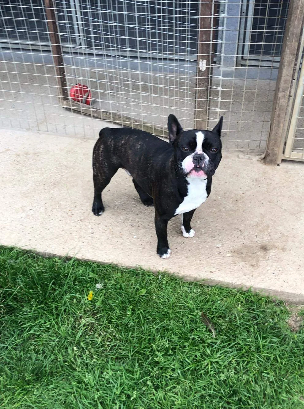 Sangreat Kennels - North East Lincolnshire pet otel görseli 2