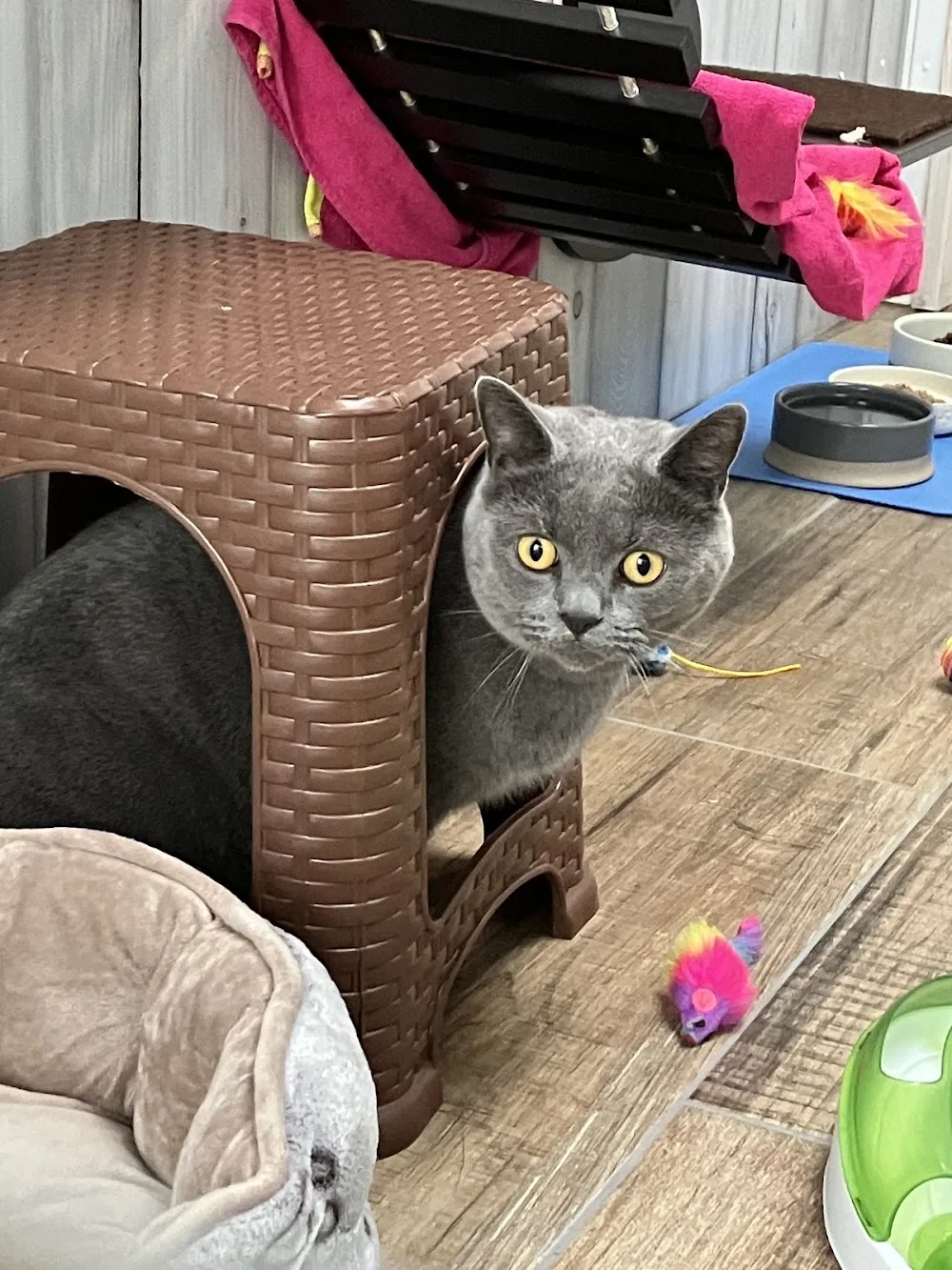 Wolds Retreat Cattery - North East Lincolnshire pet otel görseli 3