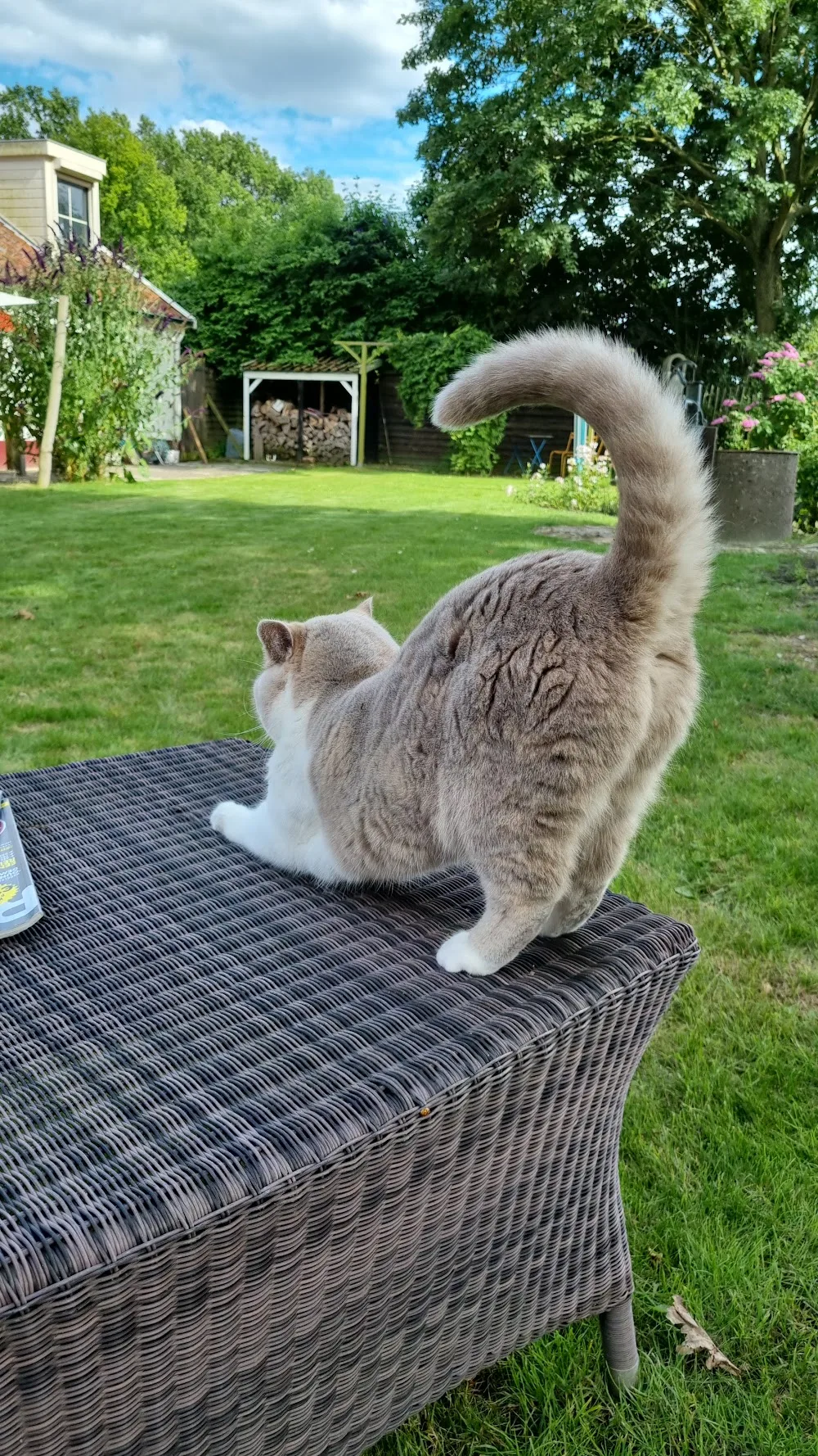 Catcare Vakantieservice - North Holland pet otel