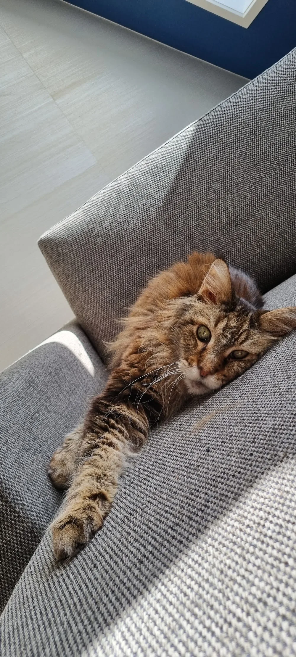 Catcare Vakantieservice - North Holland pet otel görseli 3