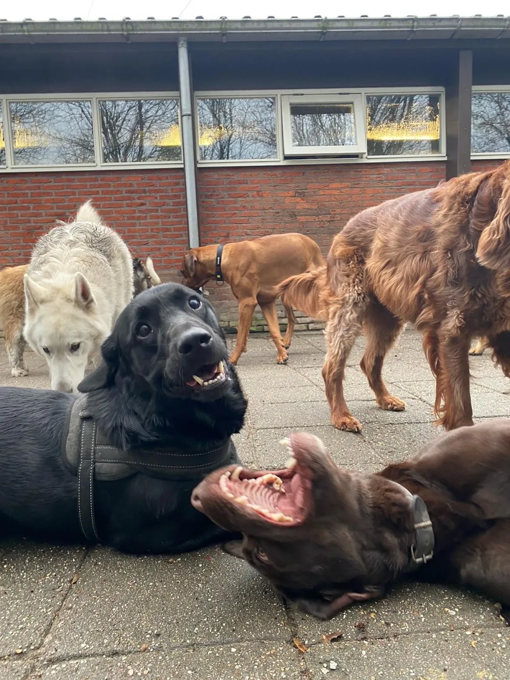 Dierenpension 't Schipperke - North Holland pet otel görseli 3