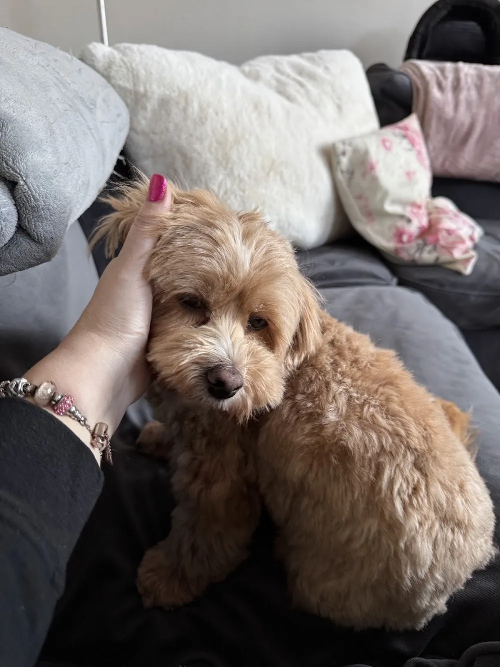 Doggydogfarm - North Holland pet otel