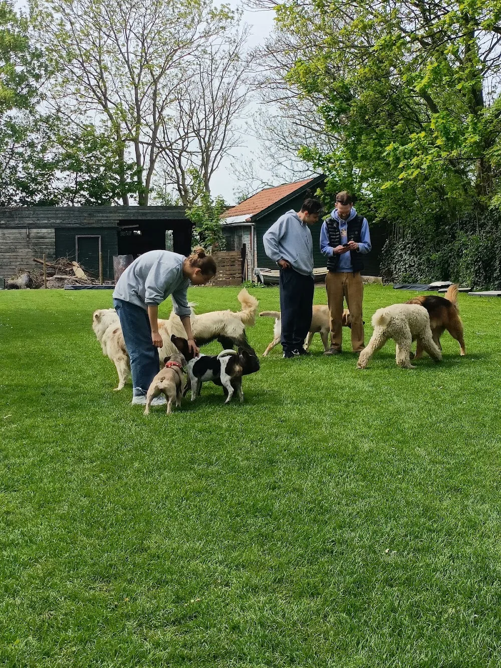 Doggydogfarm - North Holland pet otel görseli 3