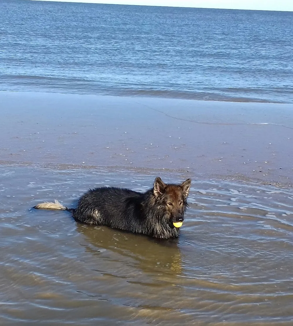 Dogs Enjoy Hondenpension - North Holland pet otel