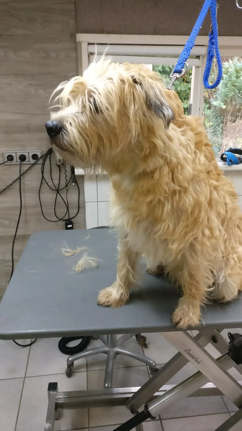 Juco Dierenhotel Trim- en stylingsalon - North Holland pet otel
