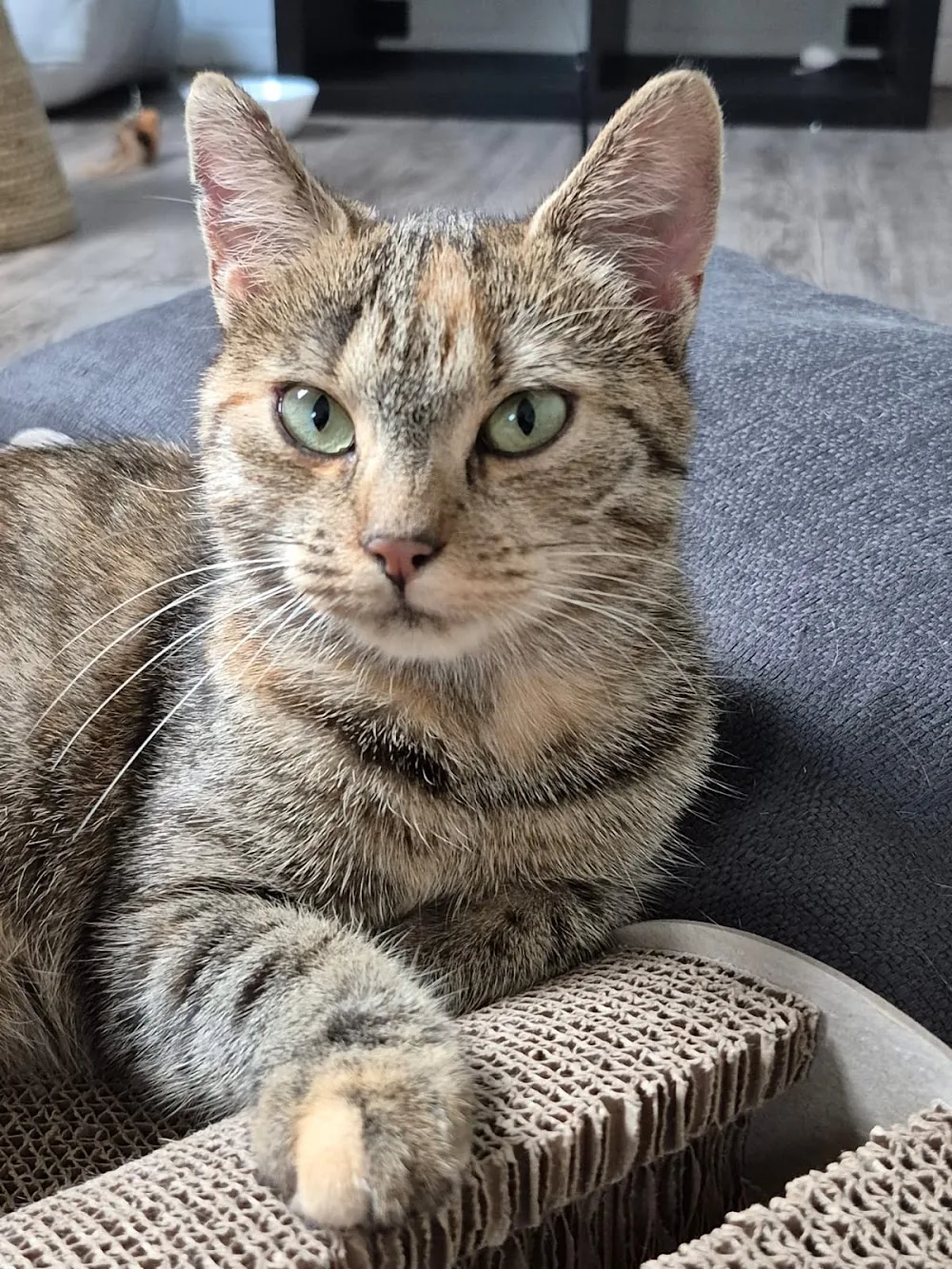 Kattenhotel Ouwe Dibbes - North Holland pet otel