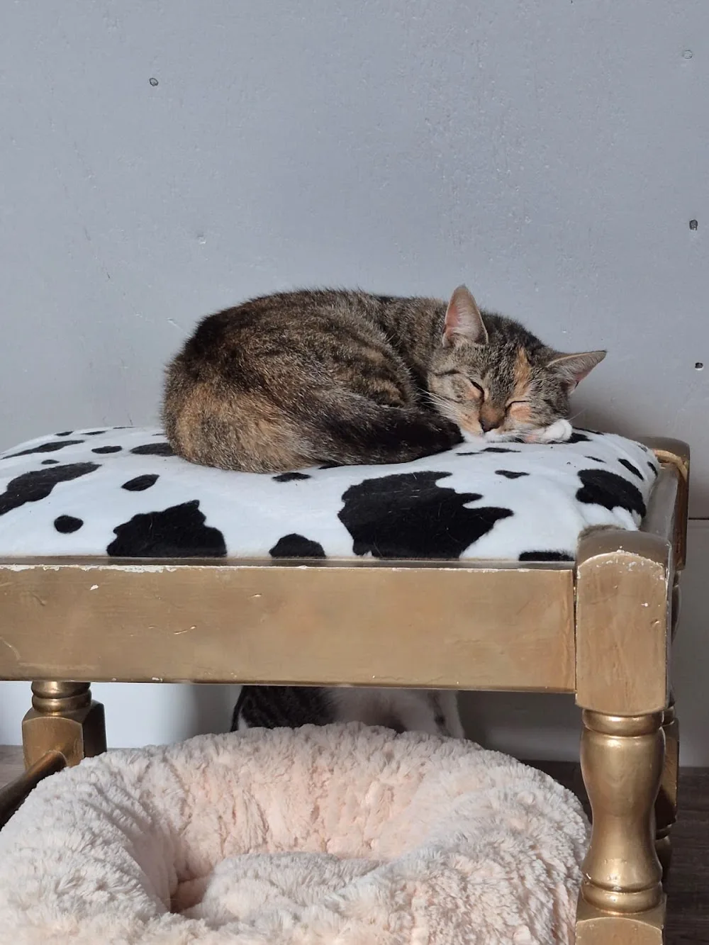 Kattenhotel Ouwe Dibbes - North Holland pet otel görseli 3