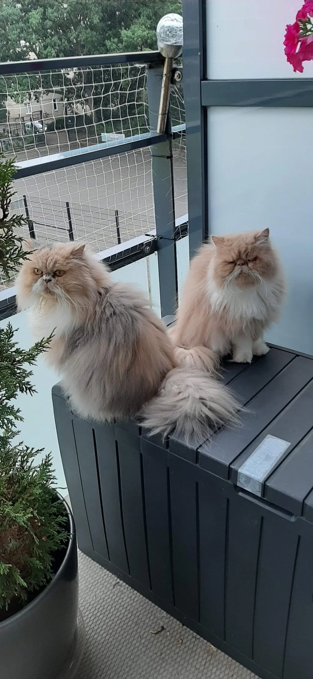 Kattenpension Minoes - North Holland pet otel görseli 3