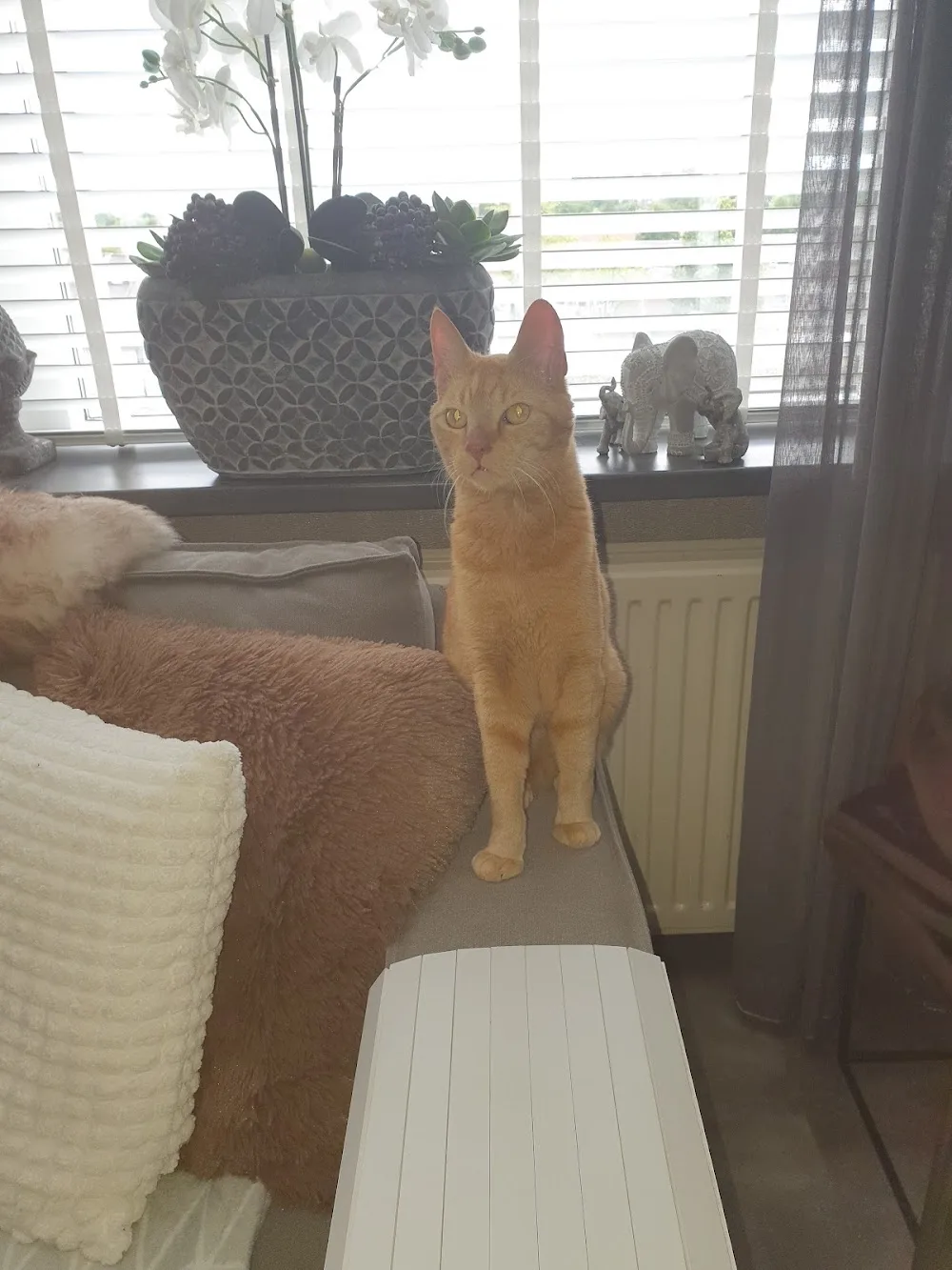 Kattenpension Silvestris - North Holland pet otel
