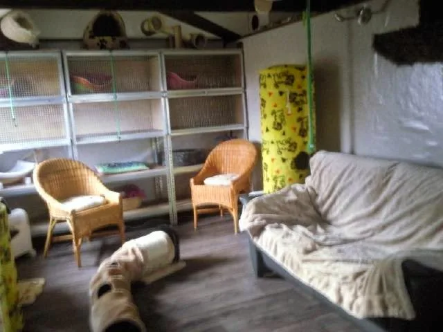 Kattenpension Wieringerwaard - North Holland pet otel