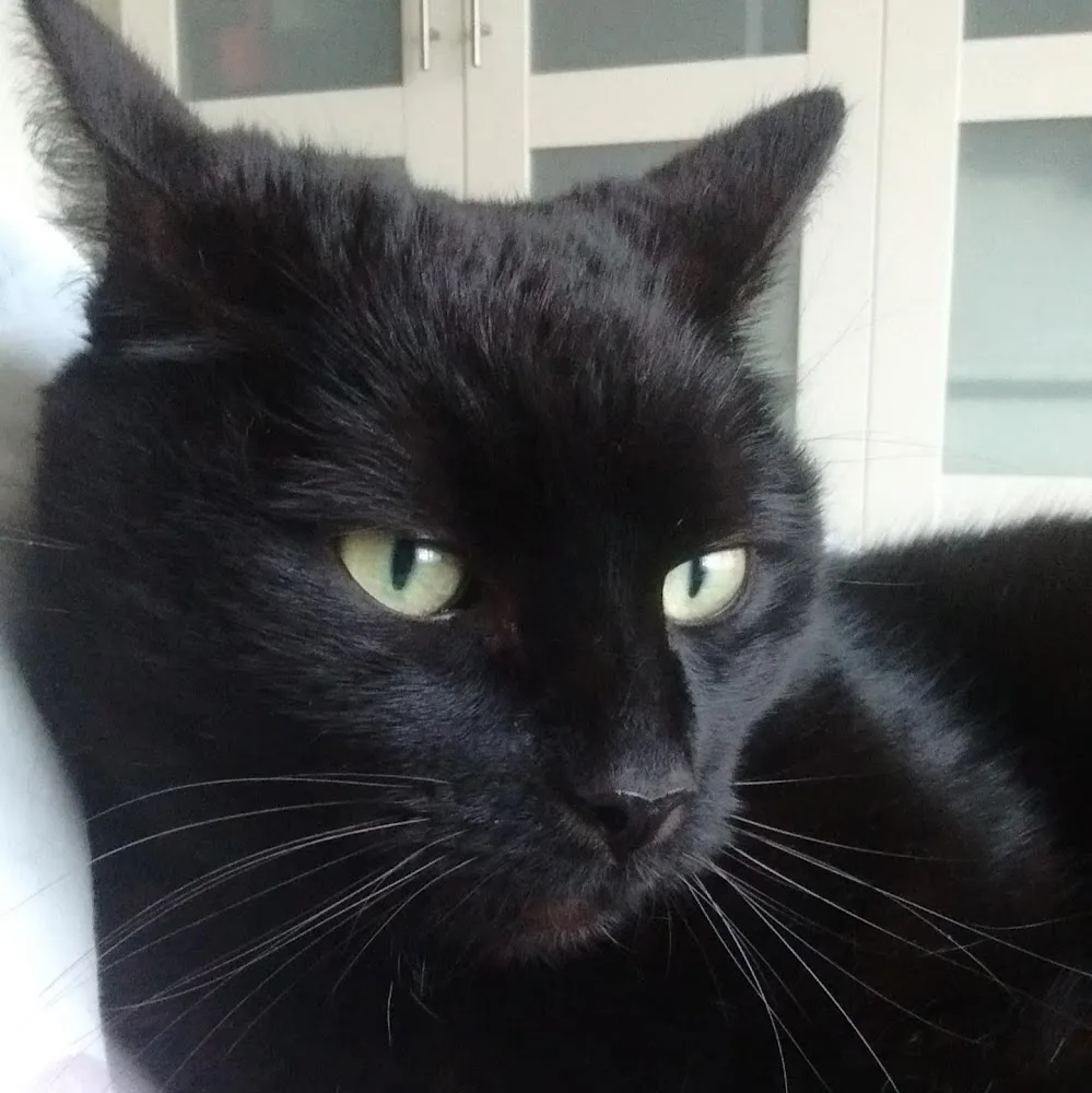 Kattenpension Wieringerwaard - North Holland pet otel görseli 5