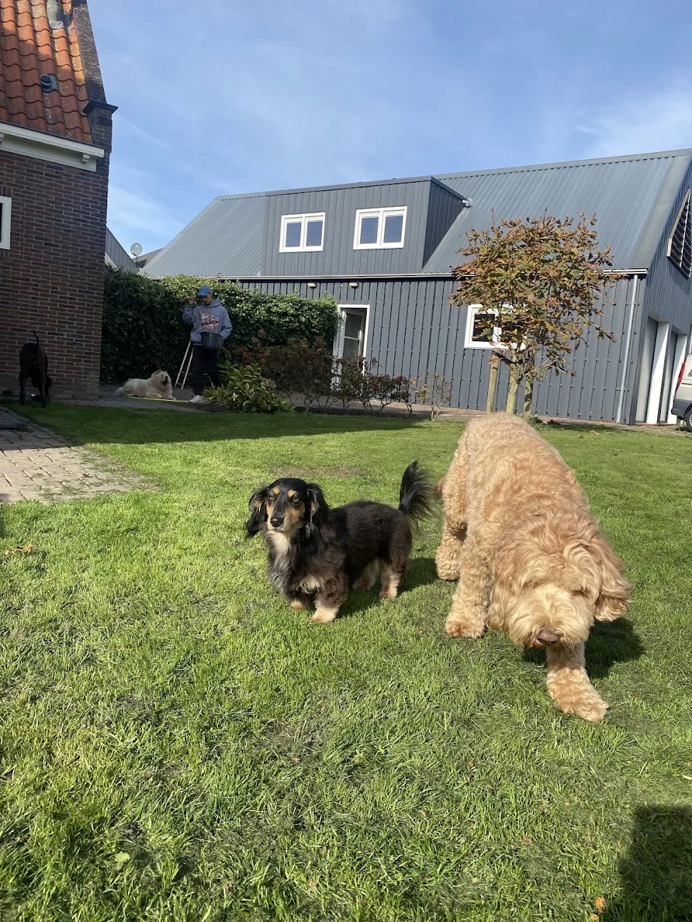Laika - Doghotel & Dogwalker - North Holland pet otel görseli 2