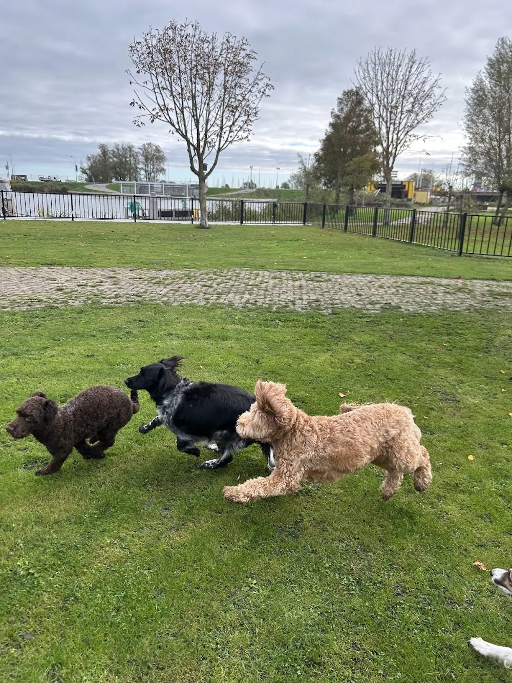 Laika - Doghotel & Dogwalker - North Holland pet otel görseli 3