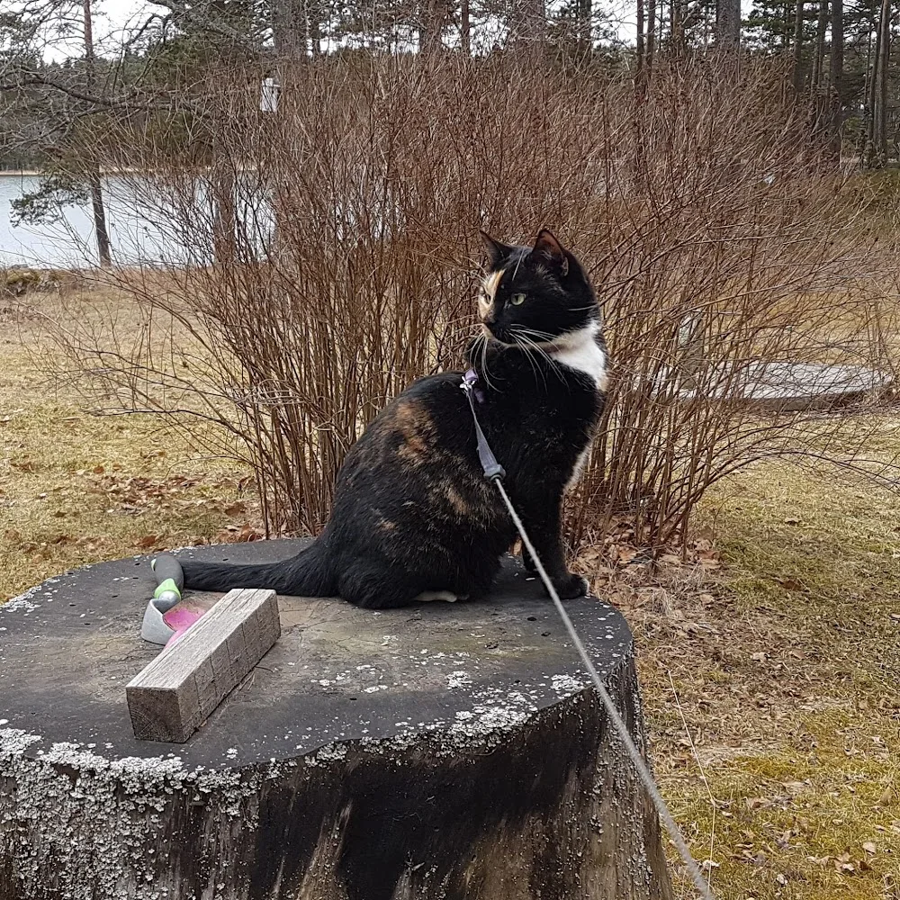 Arttulan Kennel - North Karelia pet otel görseli 3