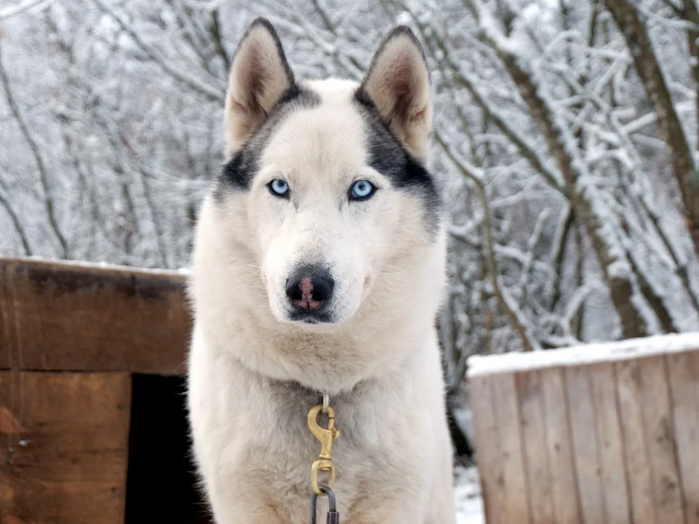 Husky Pride Karelia - Хаски Прайд Карелия - North Karelia pet otel
