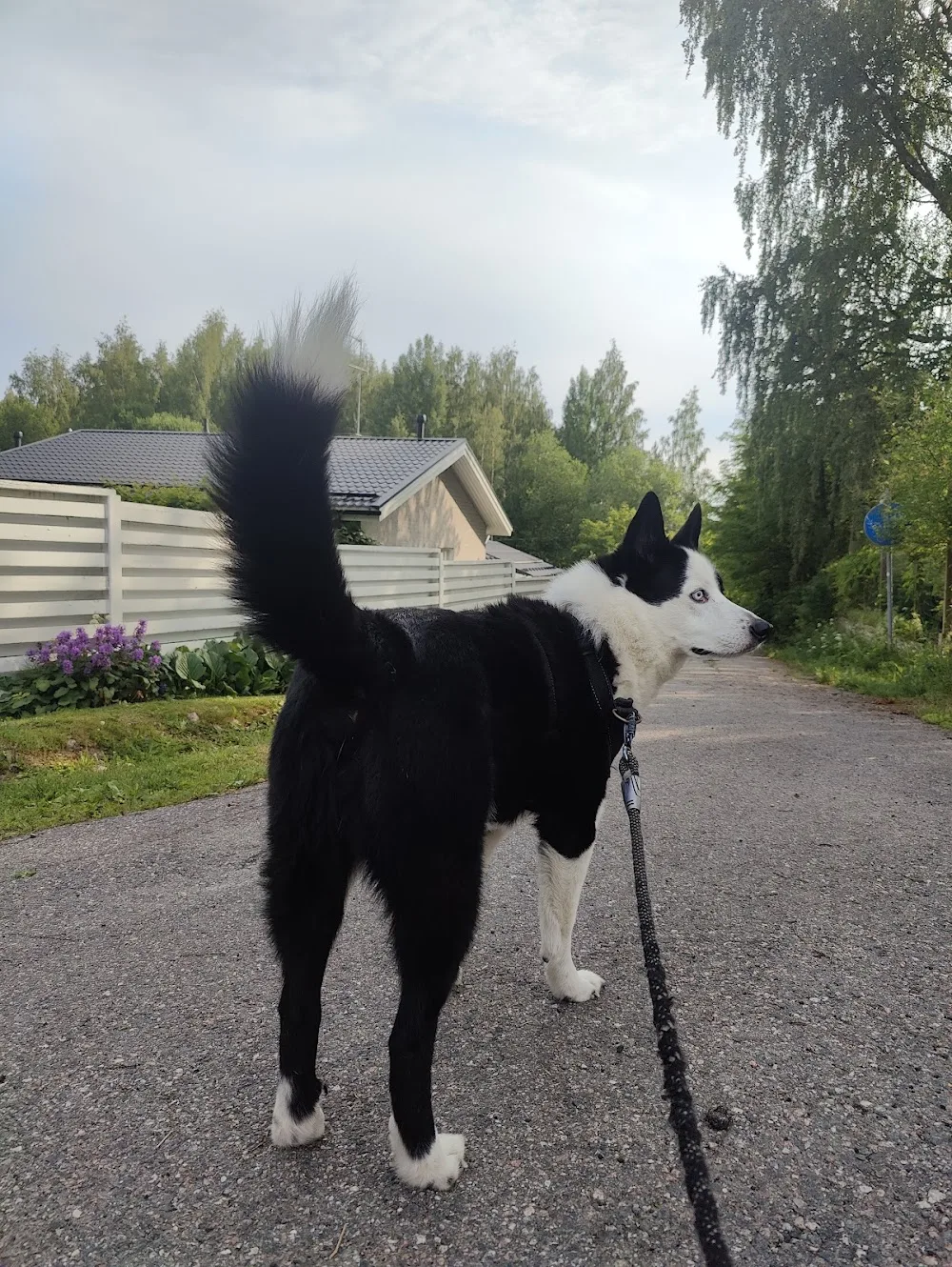 Karsikon lemmikkihotelli - North Karelia pet otel