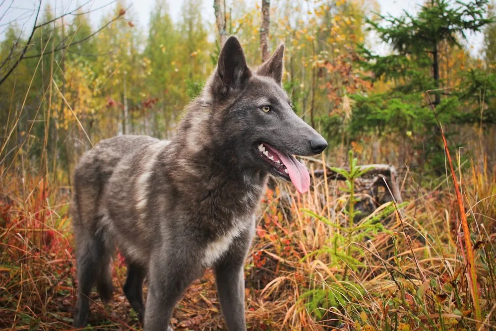 Nordic Wolfdogs - North Karelia pet otel