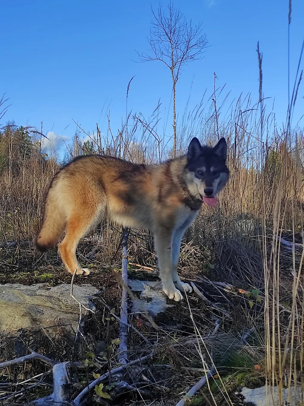 Nordic Wolfdogs - North Karelia pet otel görseli 7