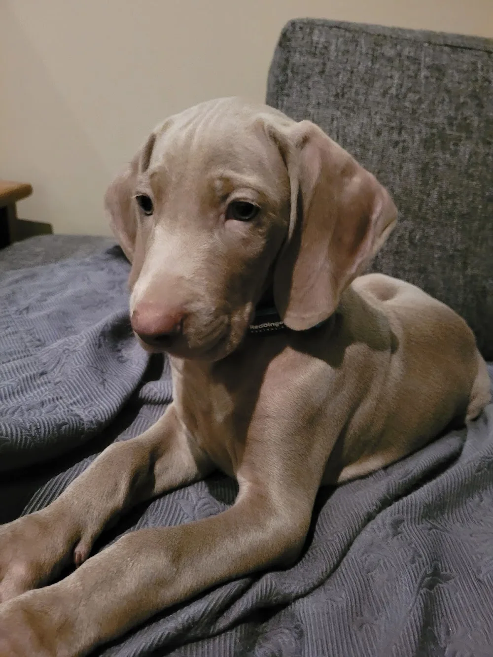 Sukansyöjän kennel - North Karelia pet otel görseli 3