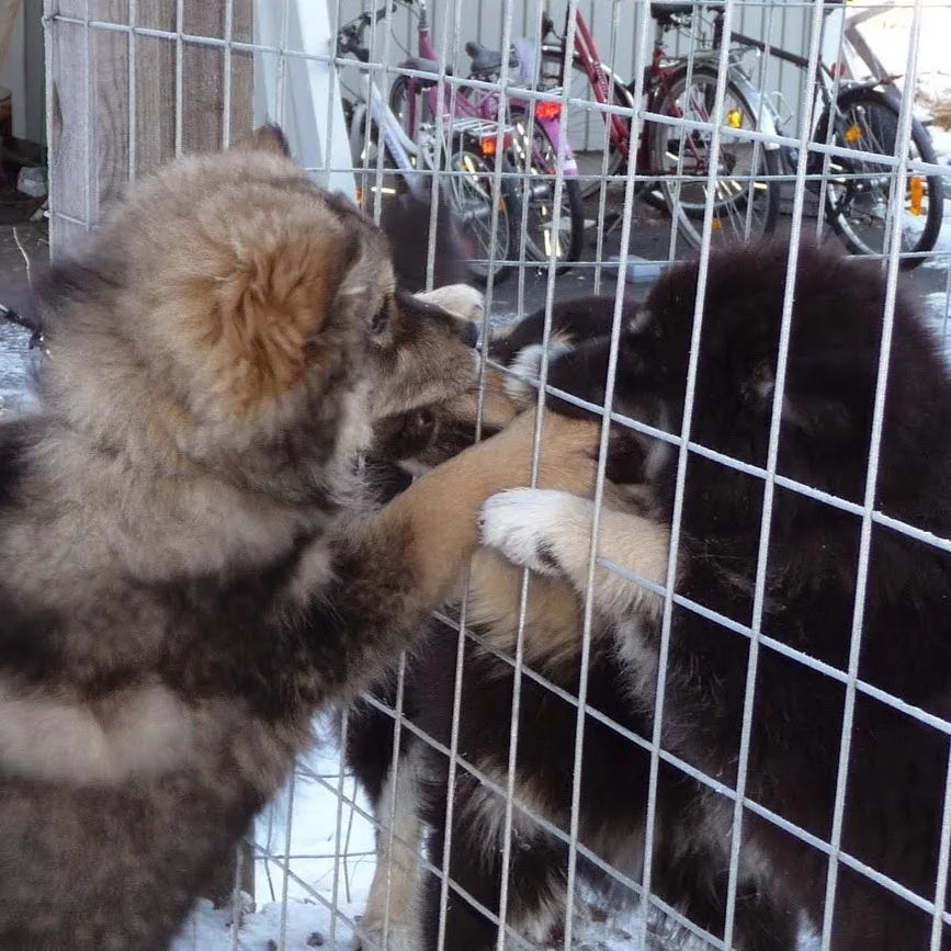 Tassutuvan Kennel - North Karelia pet otel görseli 6