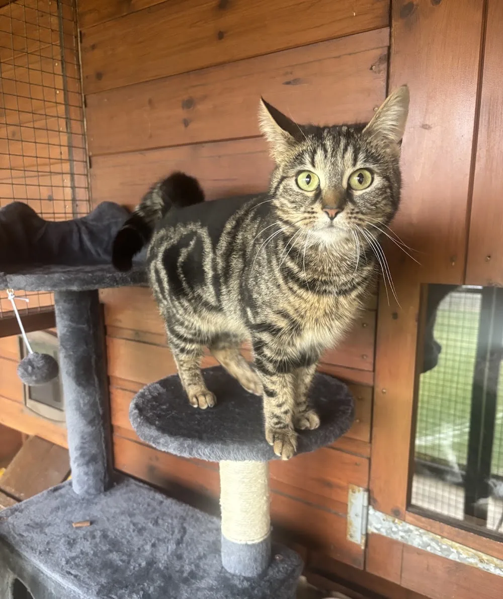 Appleblossom Cattery - North Lincolnshire pet otel görseli 3