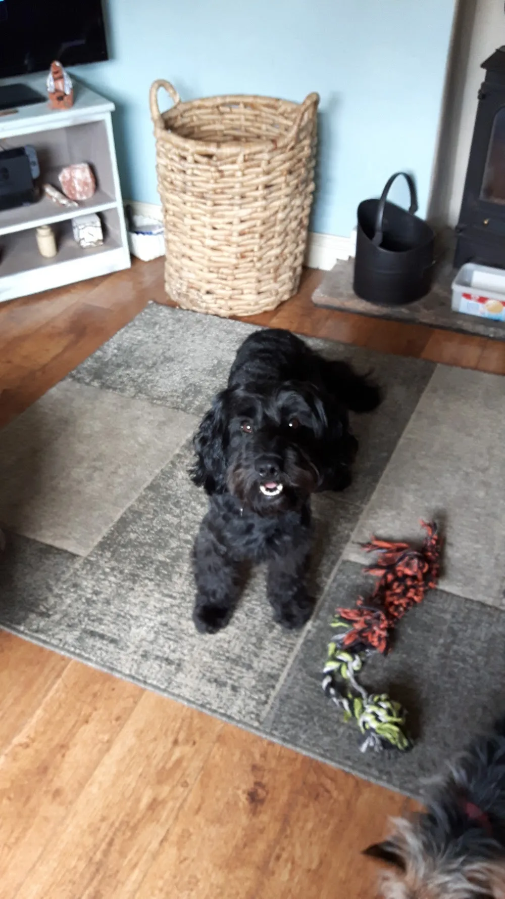 Burton Kennels - North Lincolnshire pet otel