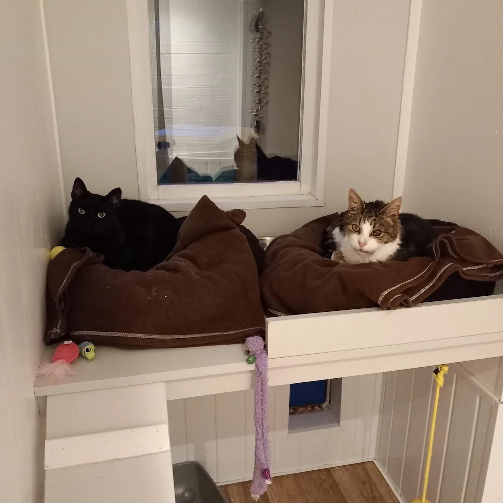 Comfy Kitty Cattery - North Lincolnshire pet otel görseli 3