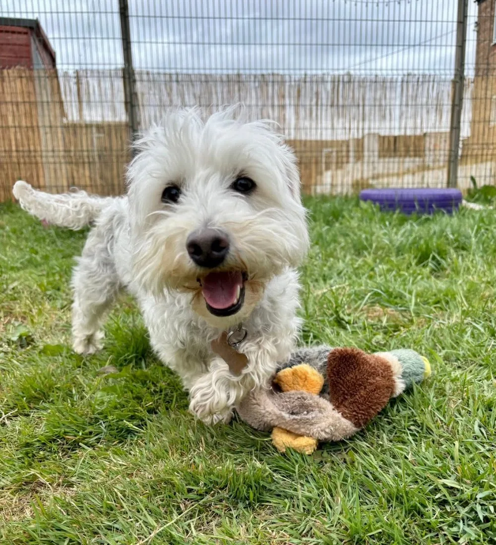 Croft House Kennels - North Lincolnshire pet otel
