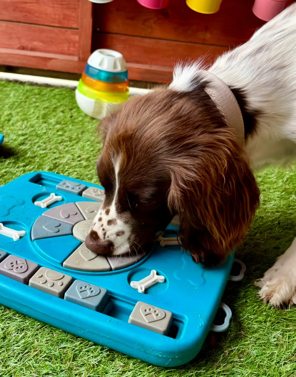Croft House Kennels - North Lincolnshire pet otel görseli 3