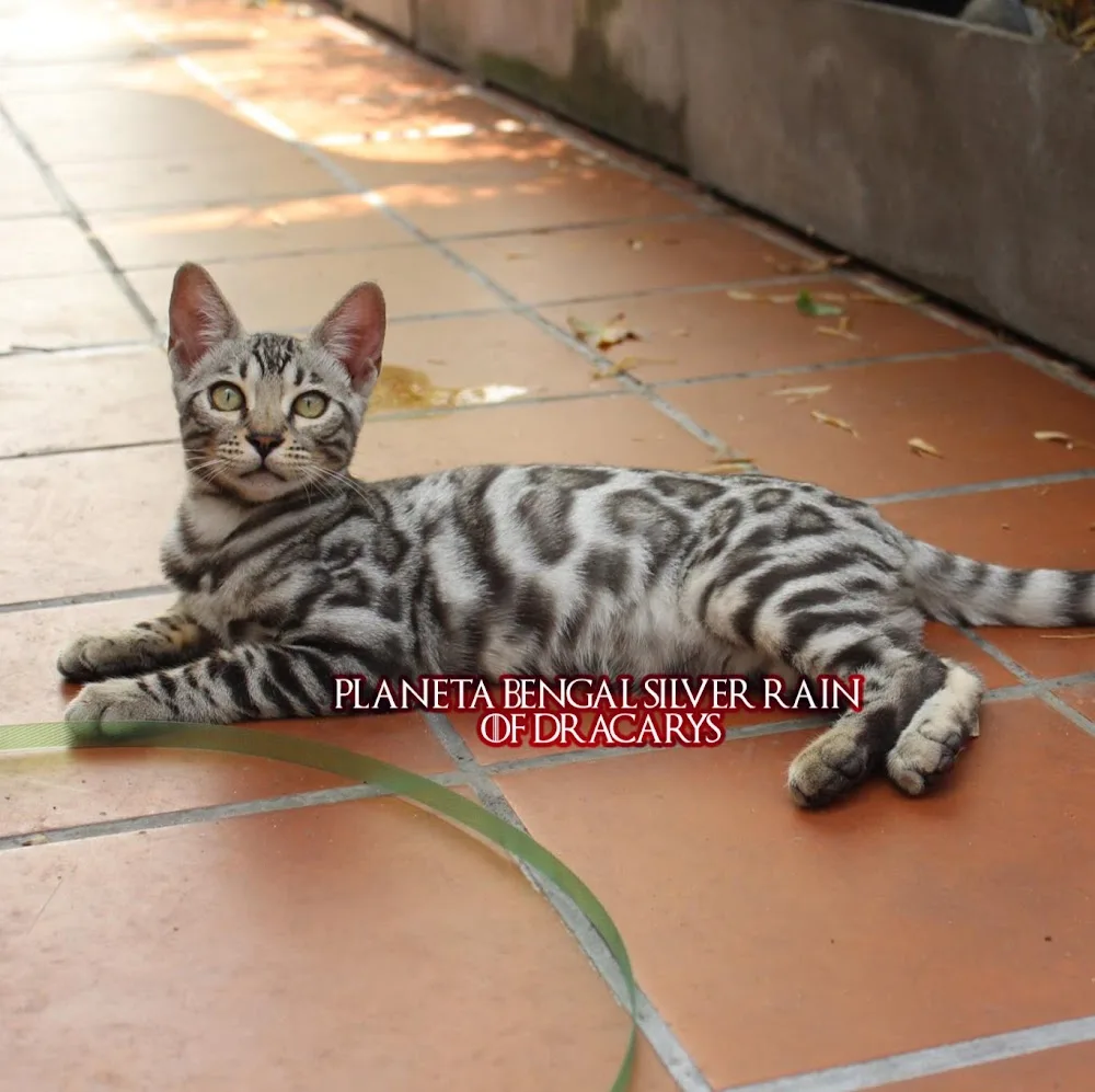 Exoticsuk - North Lincolnshire pet otel görseli 2