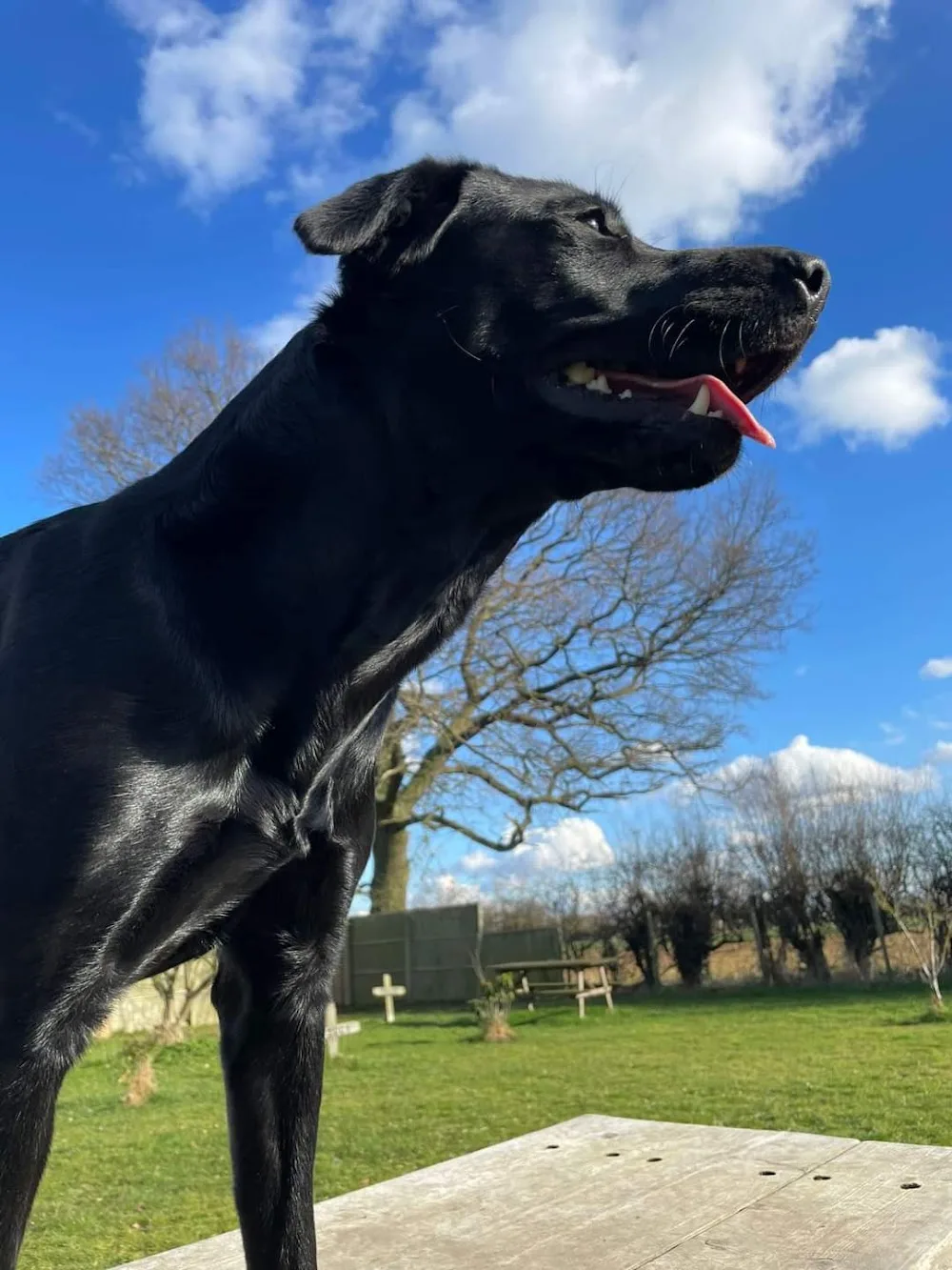 Longmeadow Pet Hotel Limited - North Lincolnshire pet otel görseli 3