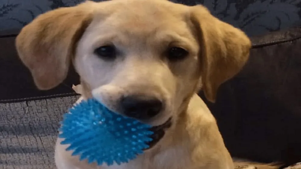 Place4paws - North Lincolnshire pet otel görseli 2