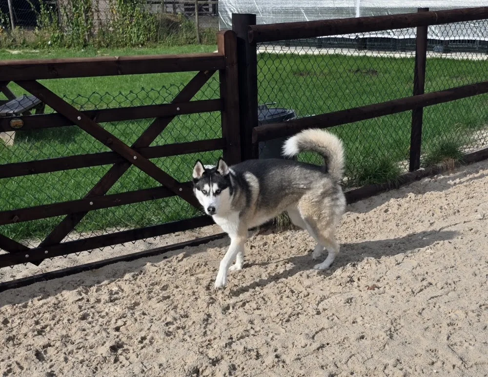 Starholm Wagtails B&B @North Kelsey - North Lincolnshire pet otel görseli 2