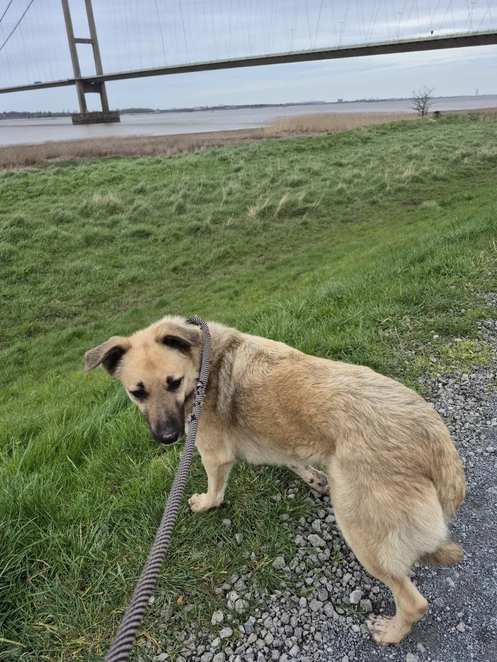 The Gold Leash dog boarding. - North Lincolnshire pet otel görseli 2
