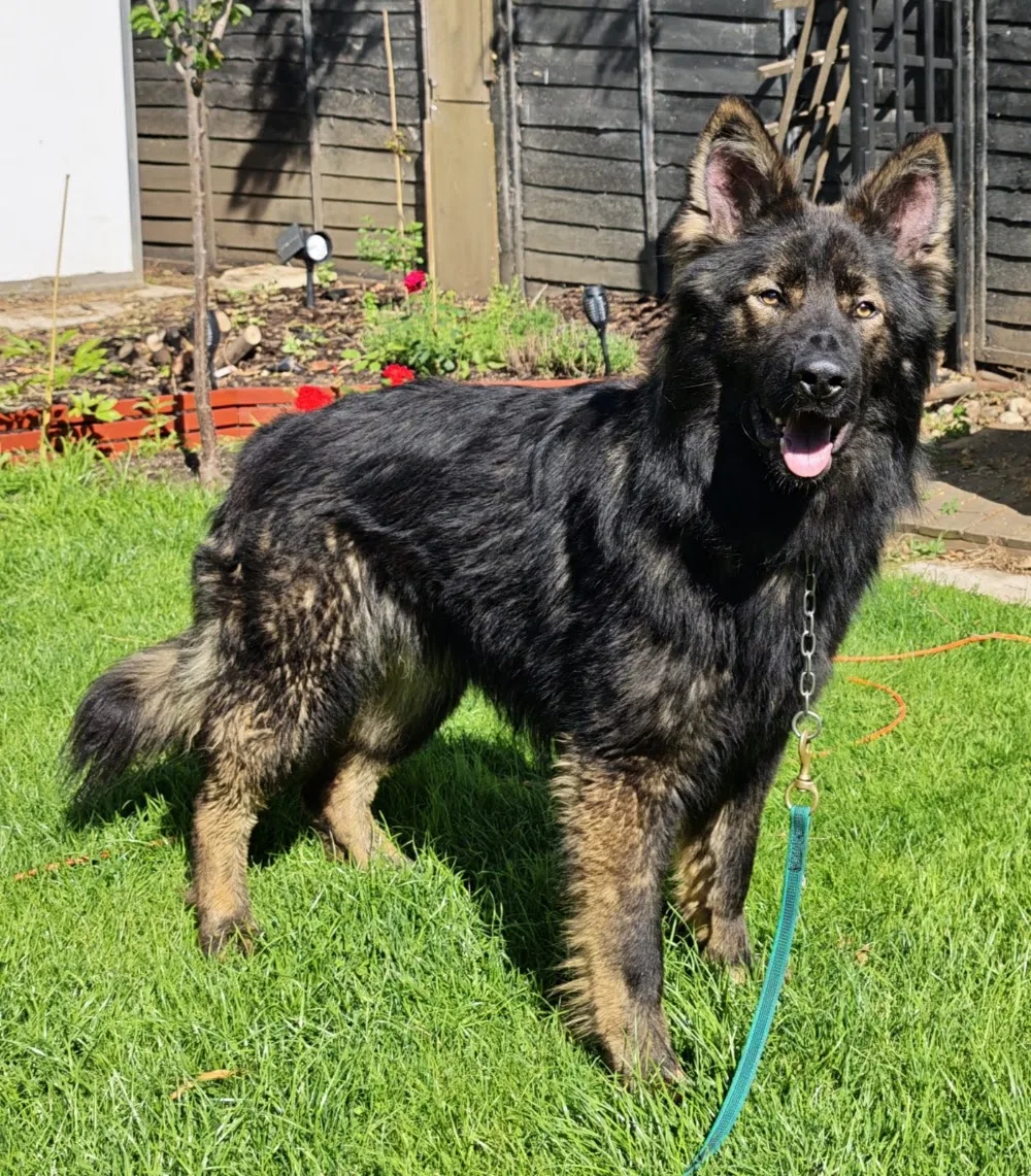 Vom Geolupa Kennels - North Lincolnshire pet otel görseli 3
