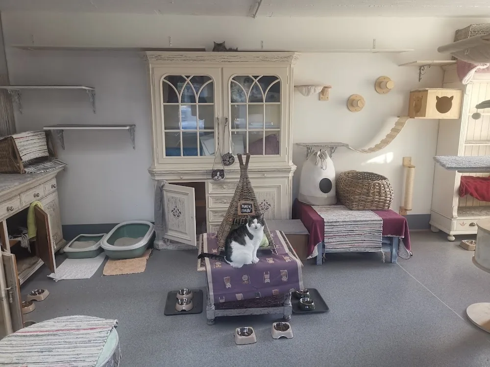 Katzenpension Krefeld - North Rhine-Westphalia pet otel