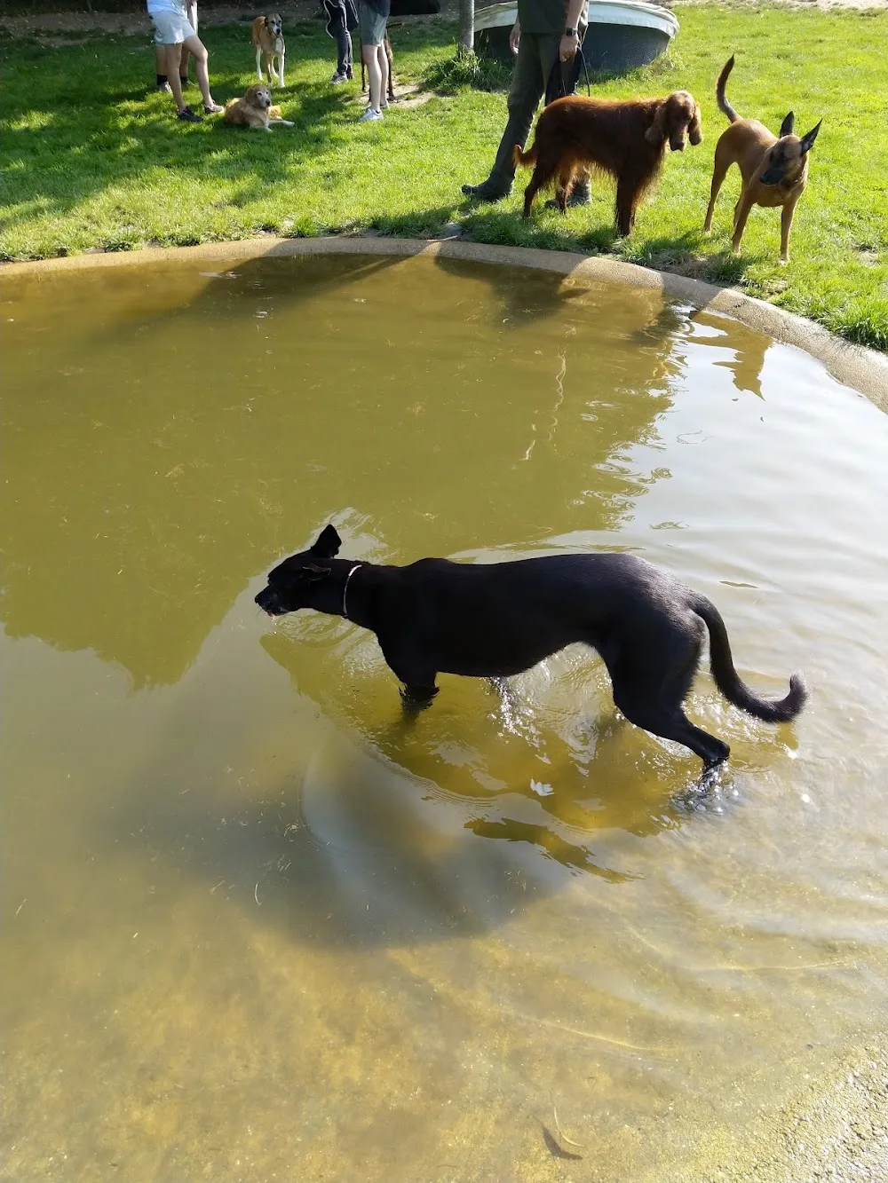 Pfotenhof Hundepension - Hundetagesstätte - Hundeschule - North Rhine-Westphalia pet otel görseli 3