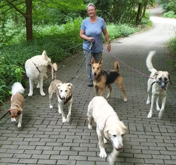 Tibisco Haustierservice - North Rhine-Westphalia pet otel görseli 3