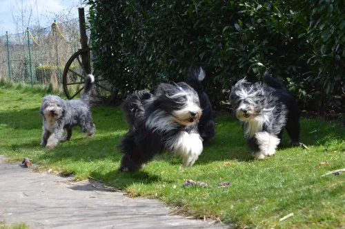 Tierpension Am Niederrhein in Emmerich - North Rhine-Westphalia pet otel görseli 7