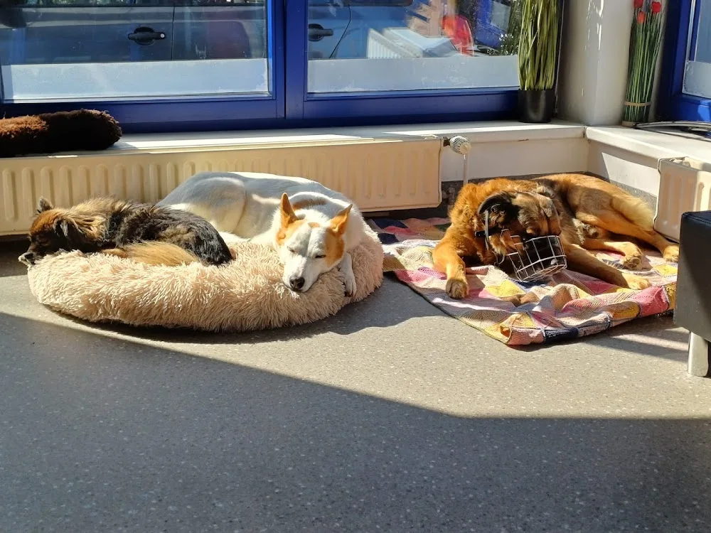 Verstehst Du mich? & Mehr - North Rhine-Westphalia pet otel görseli 2
