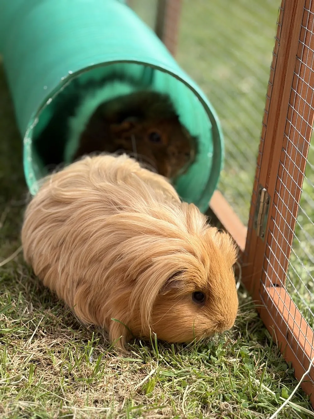 Ambers Little Lodgers - North Somerset pet otel
