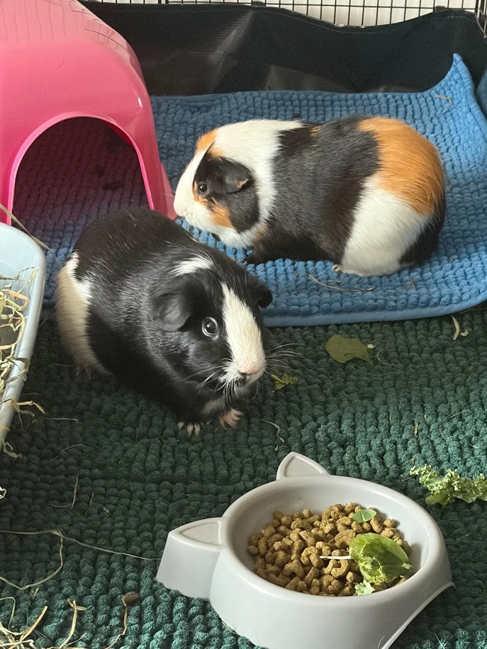 Ambers Little Lodgers - North Somerset pet otel görseli 3