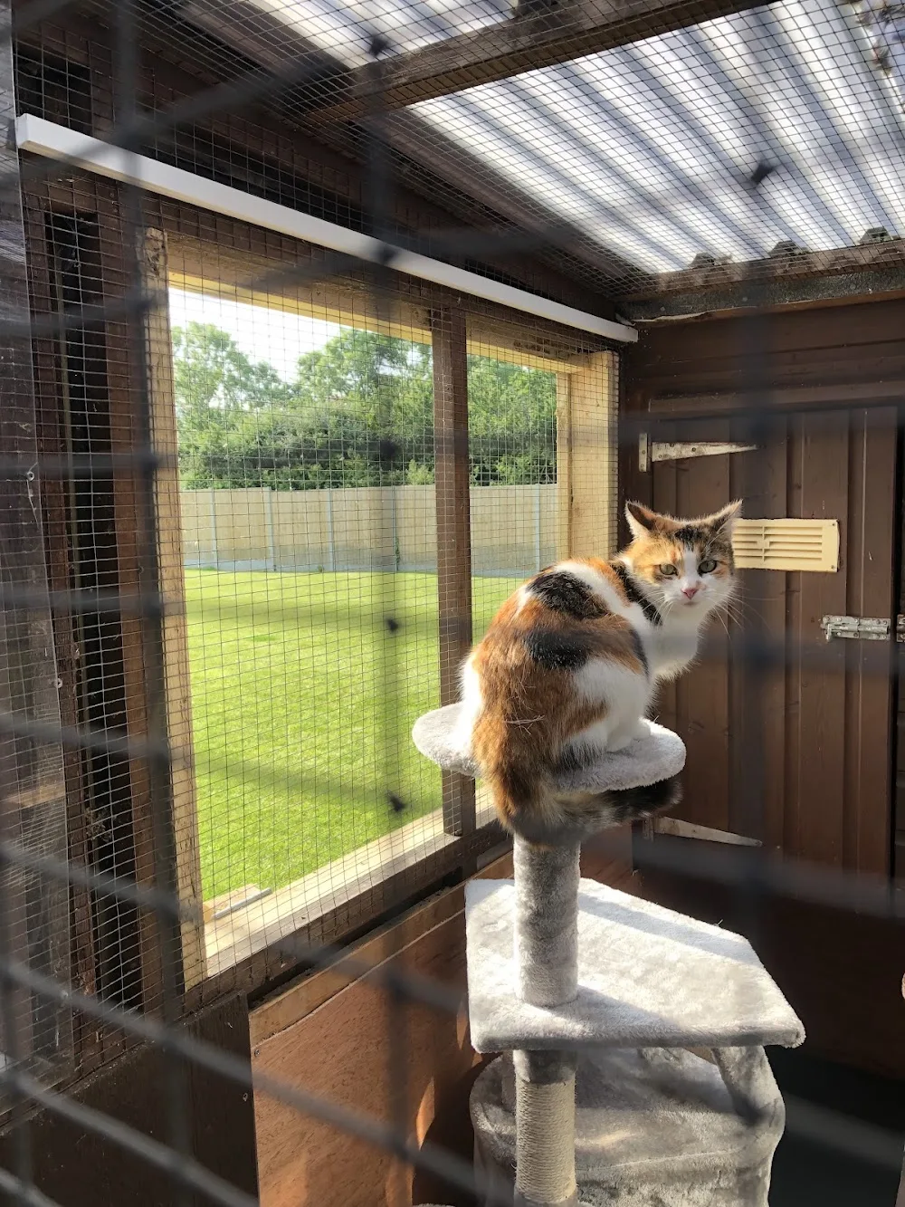 Appletree Cattery - North Somerset pet otel görseli 3
