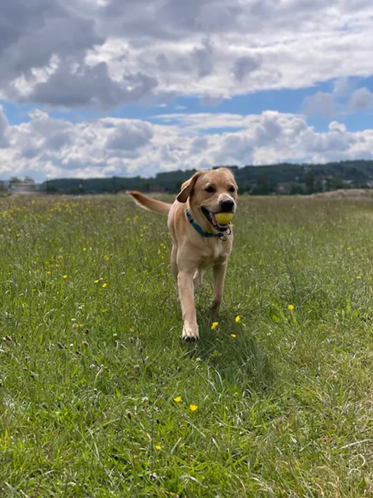 Avery & Co Boarding Kennels - North Somerset pet otel